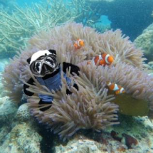a panda in sea anemone