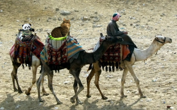 a separate camels