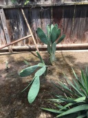 cactus bending down
