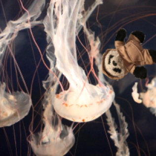 a panda with jellyfish