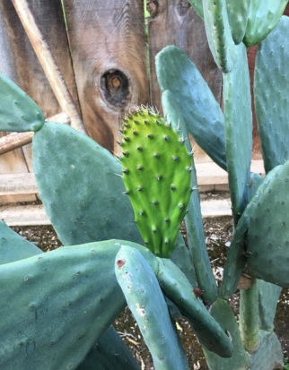 cactus growing